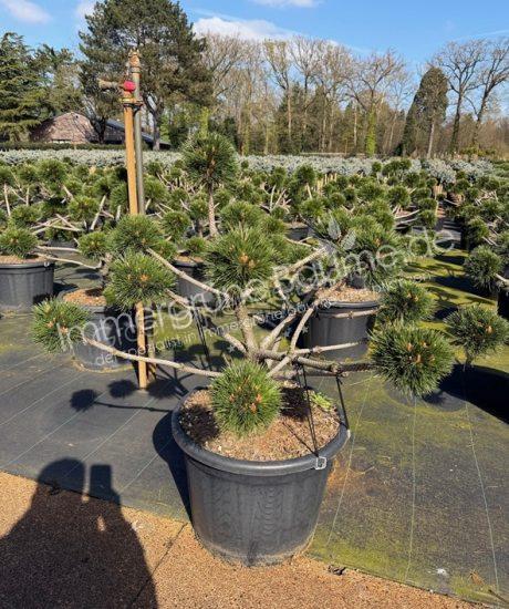 Pinus nigra 'Brepo' bonsai kaufen