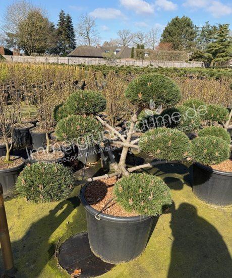 Pinus nigra 'Brepo' bonsai kaufen