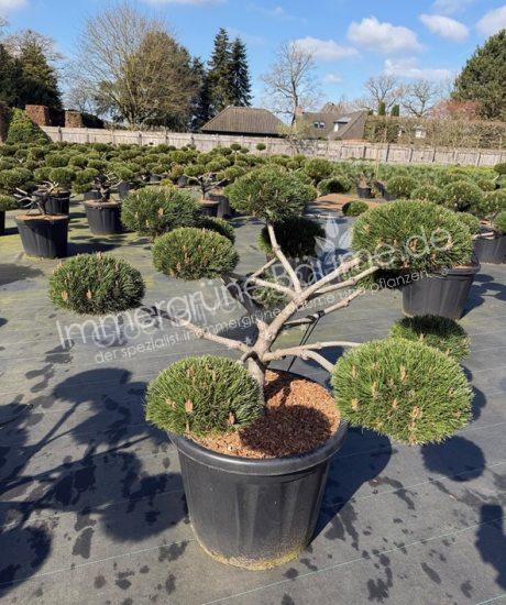 Pinus nigra 'Brepo' bonsai kaufen