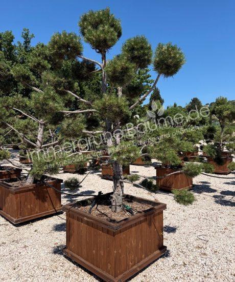 Pinus nigra Bonsai kaufen