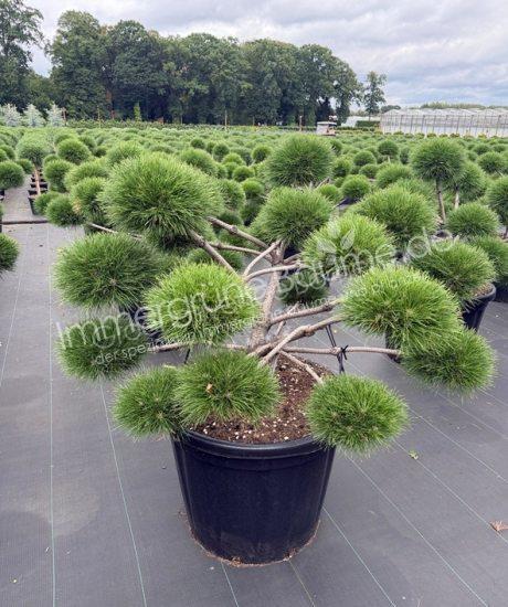 Pinus nigra 'Brepo' bonsai kaufen