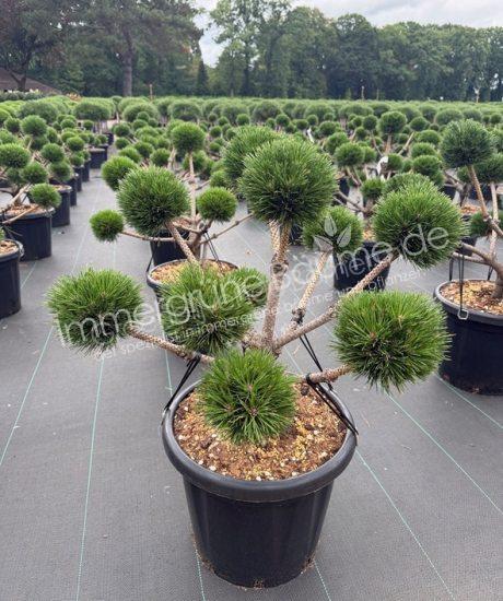 Pinus nigra 'Brepo' bonsai kaufen