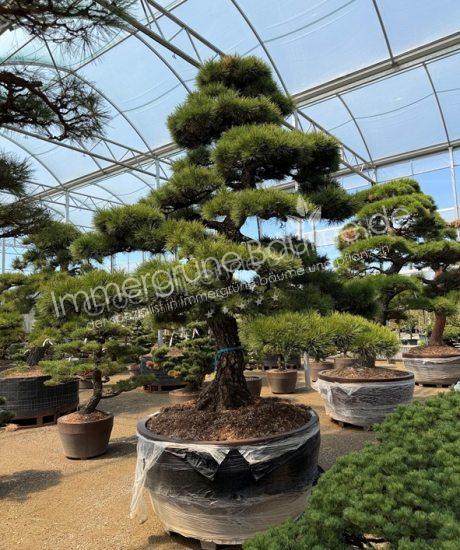 Pinus parviflora Bonsai kaufen