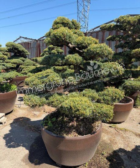 Pinus pentaphylla Bonsai kaufen