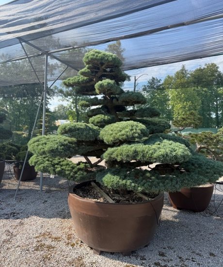 Pinus pentaphylla Bonsai kaufen