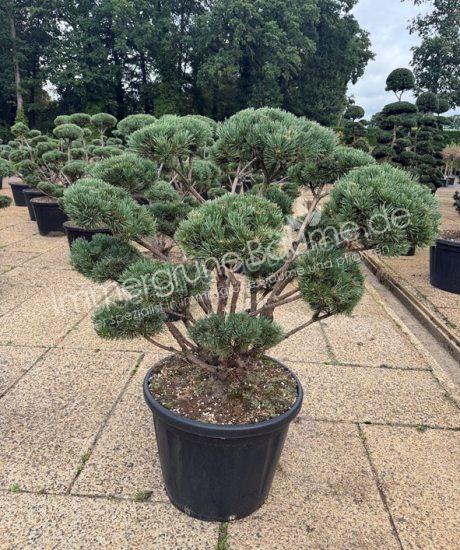Pinus sylvestris 'Watereri' bonsai kaufen