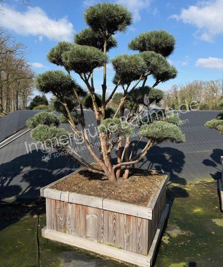 Pinus sylvestris 'Watereri' Bonsai kaufen