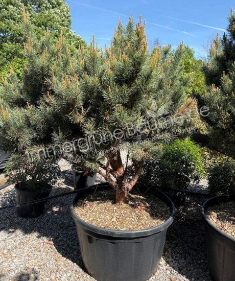 Pinus sylvestris 'Watereri' Mehrstamm kaufen