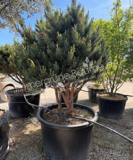 Pinus sylvestris 'Watereri' Mehrstamm kaufen