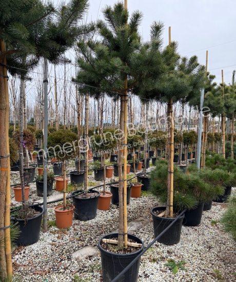 Pinus sylvestris Hochstamm kaufen