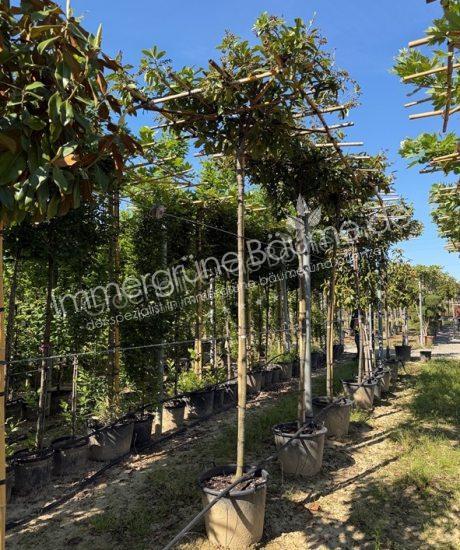 Prunus laurocerasus dachform kaufen