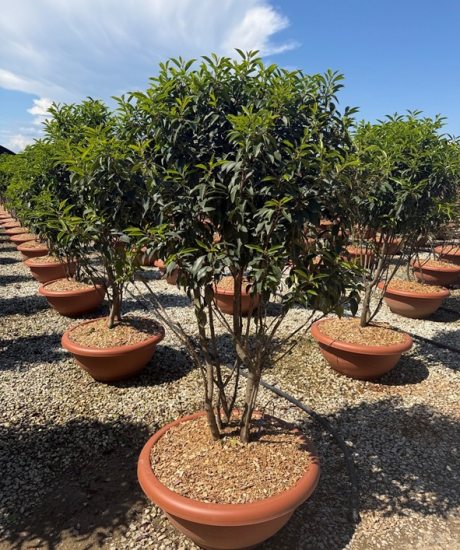 Prunus lusitanica 'Angustifolia' Mehrstämmig kaufen Portugiesischer Kirschlorbeer