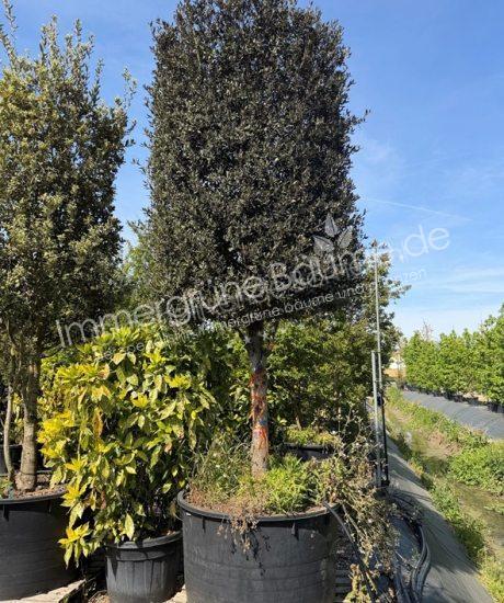 Quercus Ilex Halbstamm Steineiche