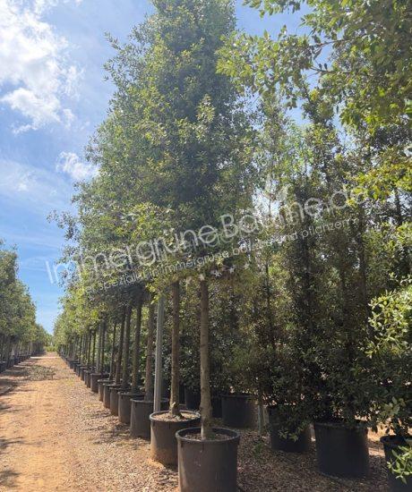 Quercus Ilex Zylinderkrone Steineiche