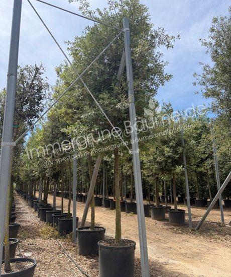 Quercus Ilex Zylinderkrone Steineiche