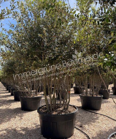 Quercus Ilex Mehrstamm Steineiche