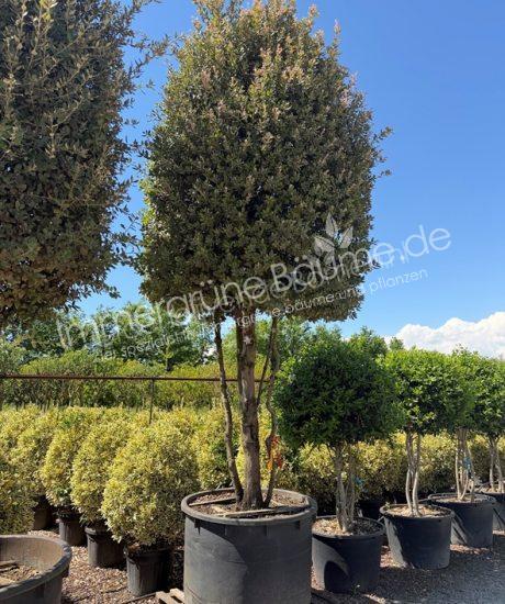 Steineiche Mehrstamm Quercus Ilex