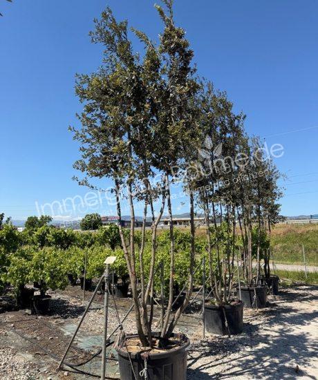 Quercus Ilex Mehrstamm Steineiche