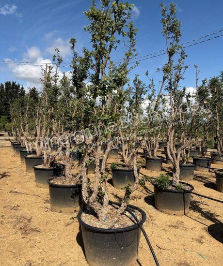 Quercus suber Mehrstämmig kaufen Korkeiche