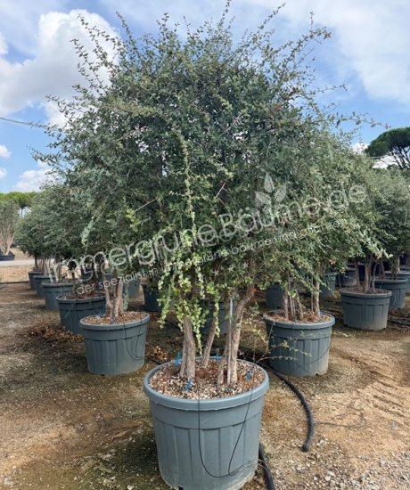 Quercus suber Mehrstammig mit Schirmkrone kaufen Korkeiche