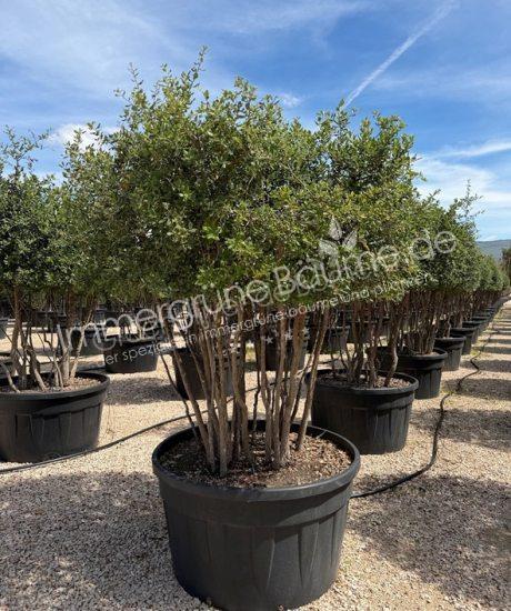 Quercus suber Mehrstammig mit Schirmkrone kaufen Korkeiche