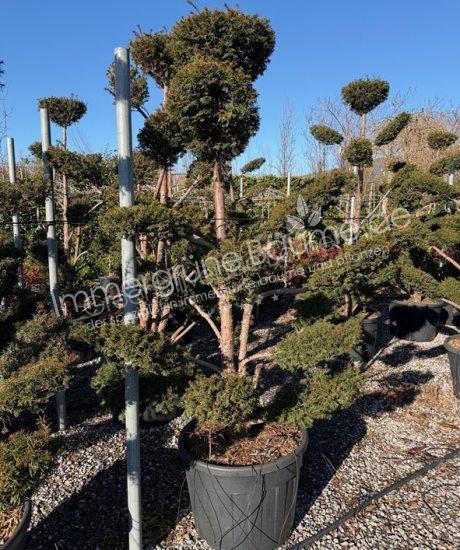 Taxus bonsai kaufen