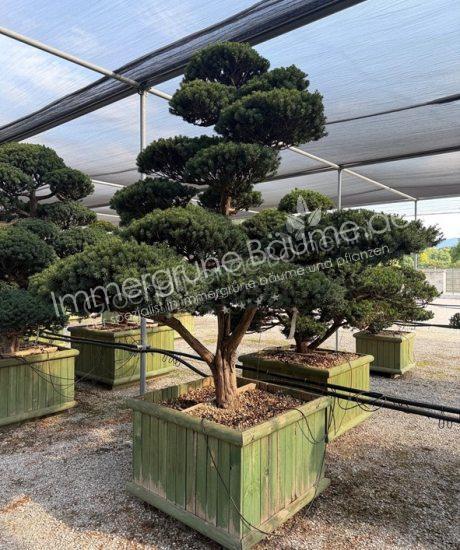 Taxus cuspidata Bonsai kaufen