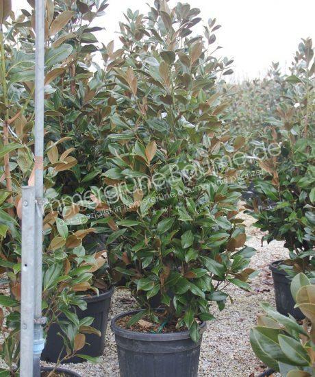 Magnolia grandiflora kaufen Pyramidenform
