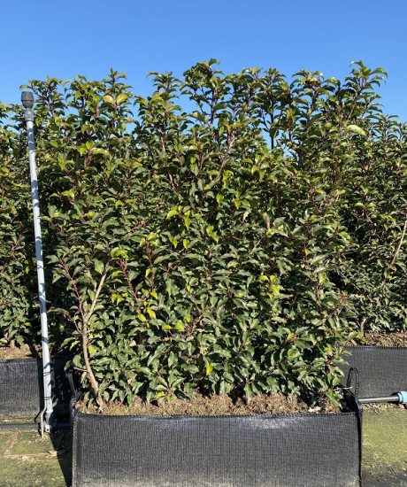 Prunus lusitanica Heckenelemente kaufen
