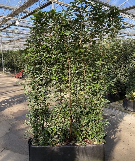 Prunus lusitanica Heckenelemente kaufen
