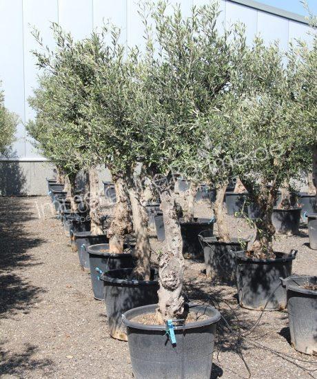 Olivenbaum kaufen knorrig 30/40cm Stammumfang Hochstamm