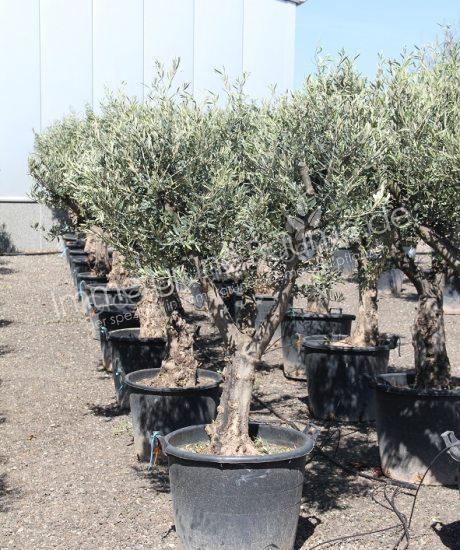 Olivenbaum knorrig 30/40cm Stammumfang Kurzstamm