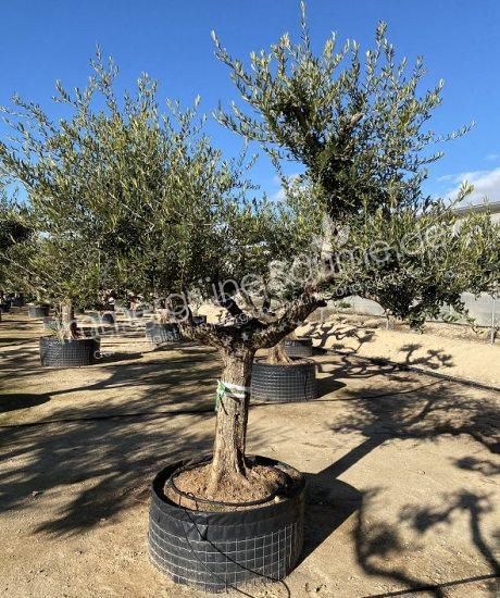 Olivenbaum mit ausladende krone kaufen