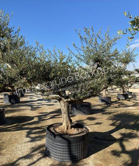 Olivenbaum mit ausladende krone