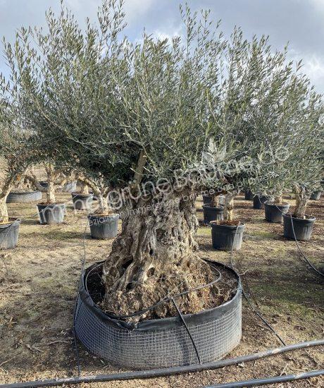 Olivenbaum Bonsai 180/200cm Stammumfang