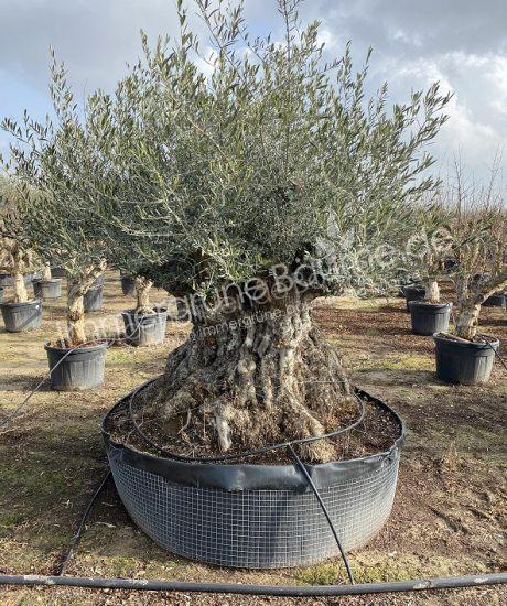 Olivenbaum Bonsai kaufen 200/220cm Stammumfang 