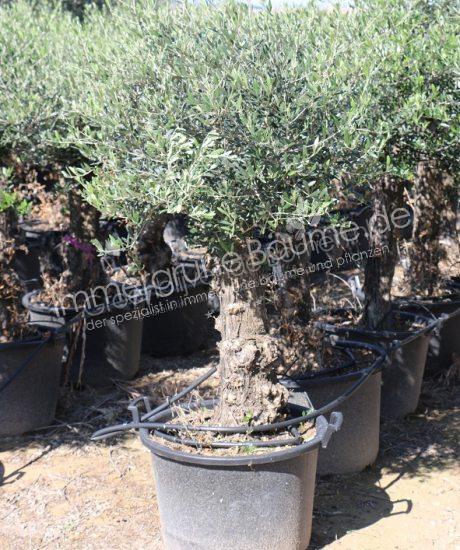 Olivenbaum Bonsai kaufen 30/40cm Stammumfang