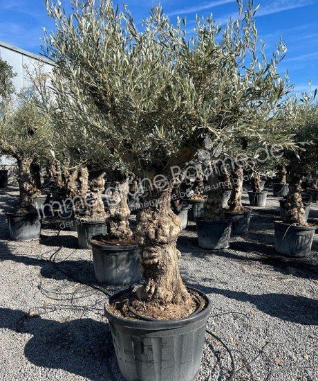 Olivenbaum kaufen knorrig 60/70cm Stammumfang Hochstamm