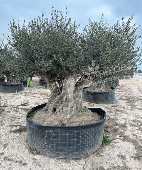Olivenbaum Bonsai Kaufen mit vier Stämmen