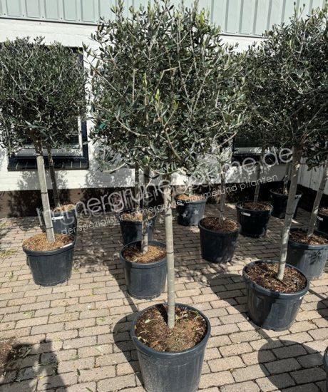 Olivenbaum Kaufen 10/15cm Stammumfang Hochstamm