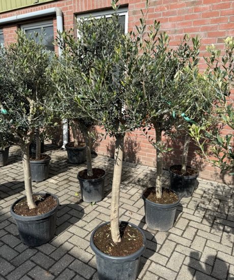 Olivenbaum kaufen 15/20cm Stammumfang Hochstamm