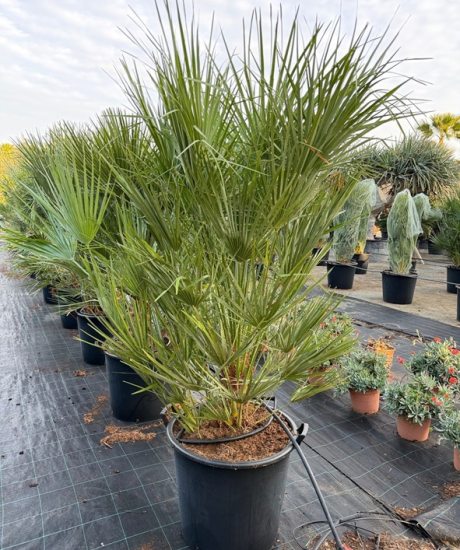 Chamaerops humilis - Europäische Zwergpalme kaufen