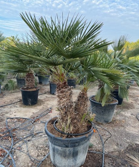 Chamaerops humilis - Europäische Zwergpalme Mehrstamm