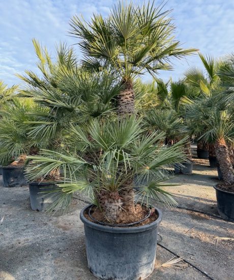 Chamaerops humilis - Europäische Zwergpalme Mehrstamm kaufen