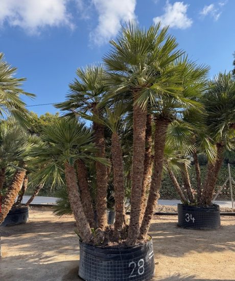 Chamaerops humilis - Europäische Zwergpalme Mehrstamm