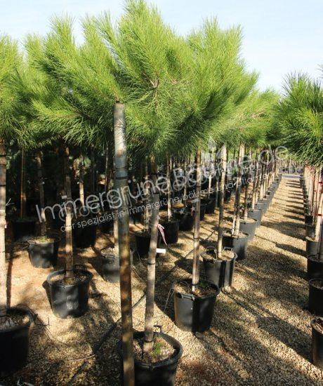 Pinus pinea Kurzstamm kaufen
