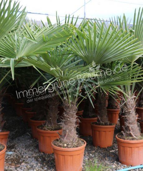 Trachycarpus fortunei Kaufen