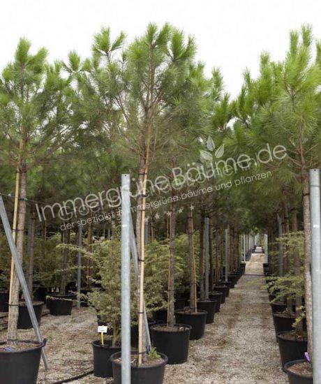 Pinus pinea hochstamm kaufen