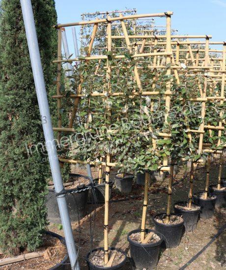 Kaufen Sie robusten italienischen Schieferbaum in einem Topf