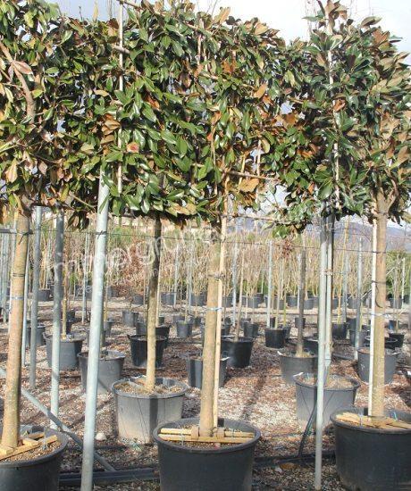 Magnolia Grandiflora Spalierbaum kaufen
